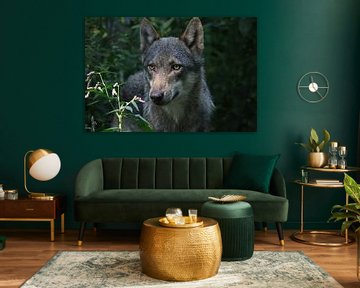 Wolf by John Kerkhofs