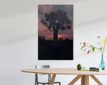 Quiver tree at sunset in Namibia, Africa by Patrick Groß