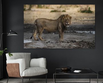 Lion in Namibia, Africa by Patrick Groß