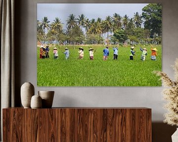 Working in the rice fields on Lombok by Willem Vernes