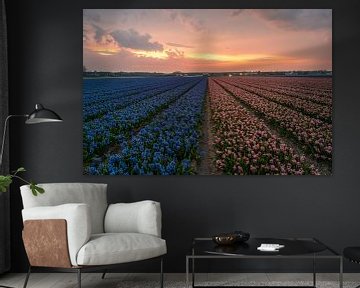 Sassenheim - Two-coloured field of flowering hyacinths (0009) by Reezyard