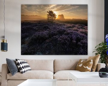 De zon verlicht de heide van peterheinspictures