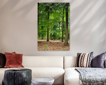 Mixed forest on the Hoge Veluwe by Corinne Welp