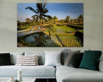 Rice fields on Lombok by Willem Vernes