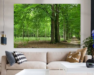 Beech trees on the Hoge Veluwe by Corinne Welp