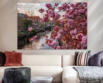 Leiden - Japanese ornamental cherry in the Vliet (0018) by Reezyard