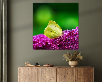 Citroenvlinder op een zomerlila bloem