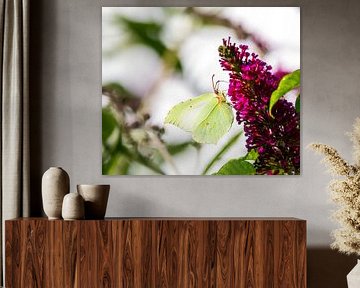 Lemon butterfly on a summer lilac flower by ManfredFotos
