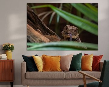 Iguanas looking for food by Eline Huizenga