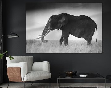 A lone Tusker in the Masai Mara by Rogier Muller