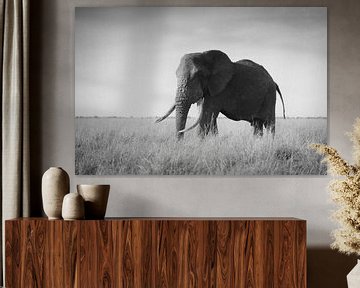 Un tusker solitaire dans le Masai Mara sur Rogier Muller