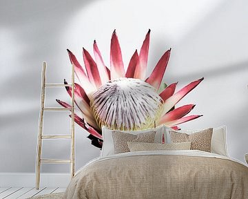 Protea-Blume in Vase von Martijn Hoogendoorn