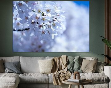 Blossom in cool shades