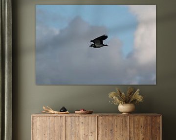 Kievit in vogelvlucht van Nature Oostzaan