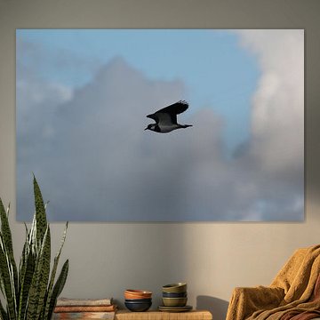 Kiebitz kurz und bündig