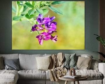 Purple pink flower