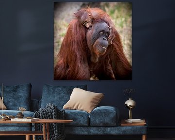 Orang -Utan sur Ingrid Kerkhoven Fotografie