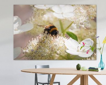 Yellow-black bumblebee on a white panicle hydrangea.