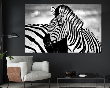 ein Zebra monochrome von Werner Lehmann