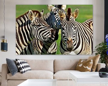 Drie zebra's van Werner Lehmann