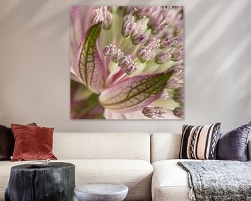 Nahaufnahme einer Astrantia Major (Seeländischer Staudenknöterich) von Marjolijn van den Berg