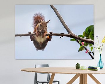L'écureuil sur une branche mange une noix sur Marcel van Balken