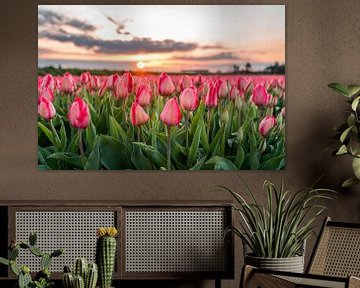 Noordwijk - Pink tulips in bloom (0047) by Reezyard