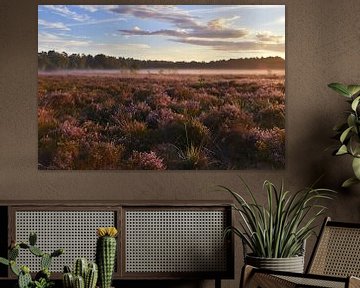 Sprookjesachtig heidelandschap in de vroege ochtend van Shutterbalance