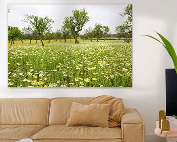 Flower meadow on Majorca by resuimages