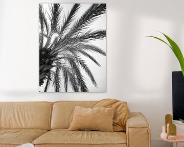 Black and white palm leaves in Spain - nature and travel photography by Christa Stroo photography