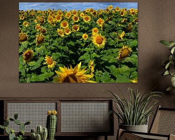 Een veld met bloeiende zonnebloemen van Claude Laprise