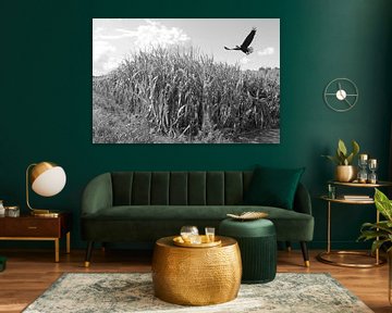 Aigle au-dessus d'un champ de maïs en noir et blanc sur Jose Lok