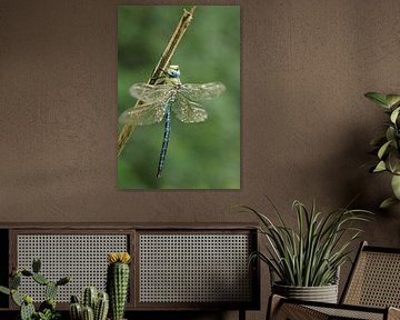 Libelle beim Austrocknen in der Sonne von Bärbel Severens