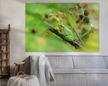 There he is, among the brambles...the tree frog! by Bärbel Severens