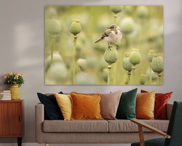 Young bird on a poppy bulb (poppy) by KB Design & Photography (Karen Brouwer)