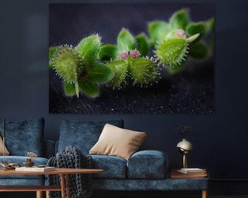 Seed pods on a black background