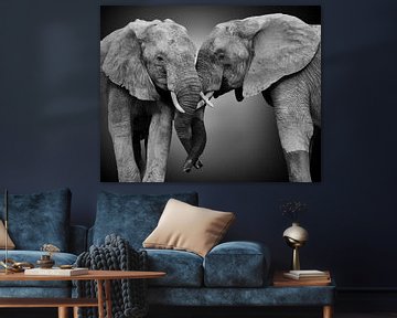 Friends pair of two African elephants (Loxodonta africana) in black and white with stylised background by Chris Stenger