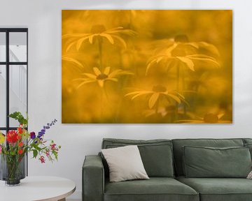 Gele Zonnehoed in tuin in Ruinen