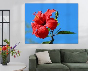 Red Hibiscus or Chinese Rose against a blue sky by lieve maréchal