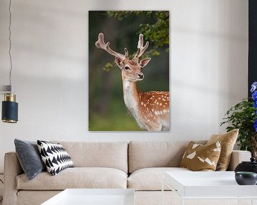 Portrait of a Fallow deer by Wietse de Graaf