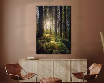 Forêt d'Acquerino. Arbres et fougères le matin. sur Stefano Orazzini