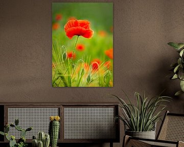 Poppies by Marjan Booij