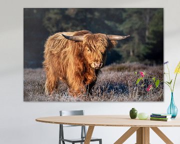 Schotse Hooglander op Deelerveld van Ron de Smit