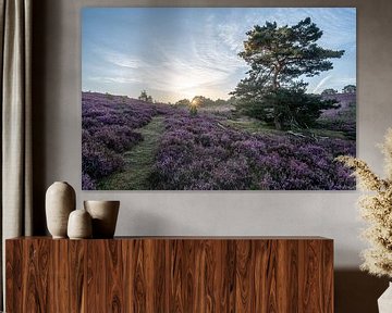 Waldkiefer auf der blühenden Heide im goldenen Licht der aufgehenden Sonne von John van de Gazelle