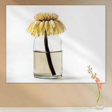 Uitgebloeide gerbera von Yvon van der Wijk