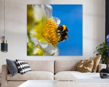 Hommel op de bloem van een dahlia van ManfredFotos