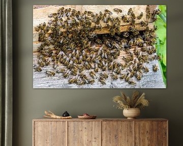 Un essaim d'abeilles devant une ruche sur ManfredFotos