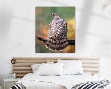 Goshawk shows off its plumage by Larissa Rand