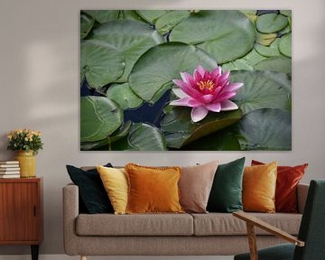 A water lily in a pond by Claude Laprise