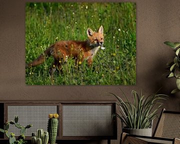 Een jonge vos in een veld in de lente van Claude Laprise